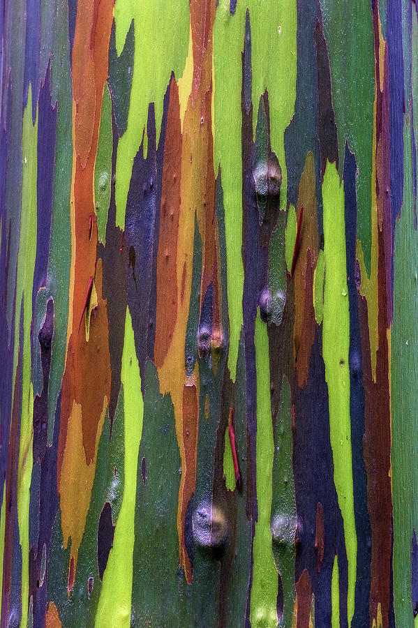 Eucalyptus Rainbow Photograph by Chris Moore - Fine Art America