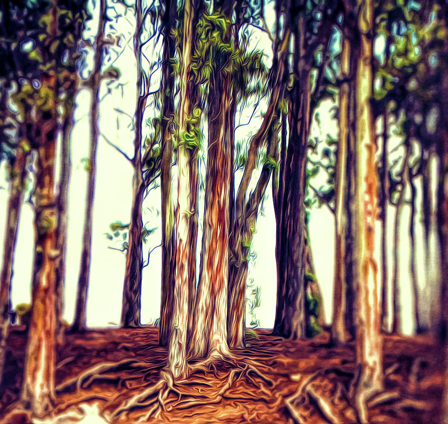 Eucalyptus Roots Photograph by Mike Durant