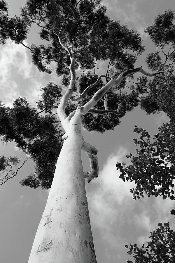 Eucalyptus Photograph by Scott Rackers