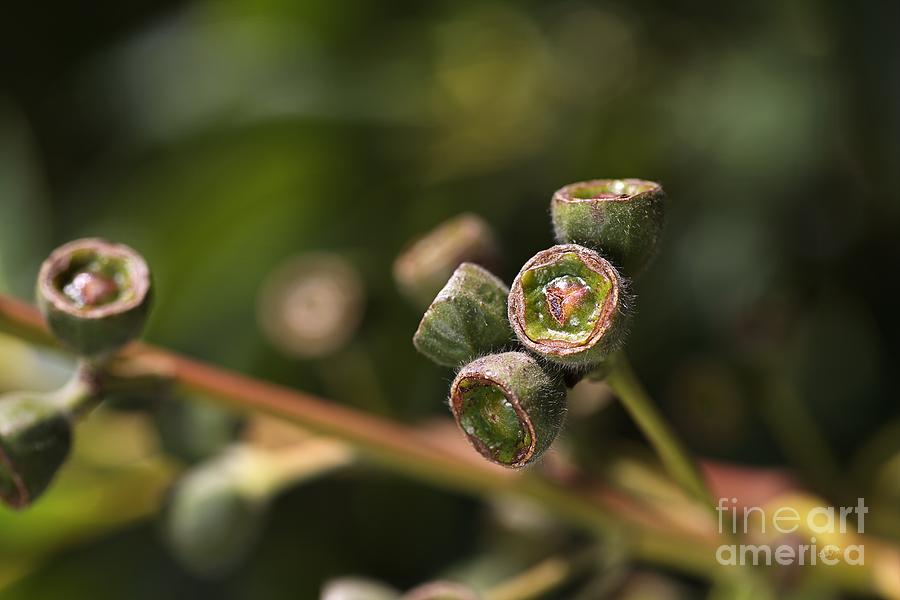 Eucalyptus Seeds Photograph by Joy Watson