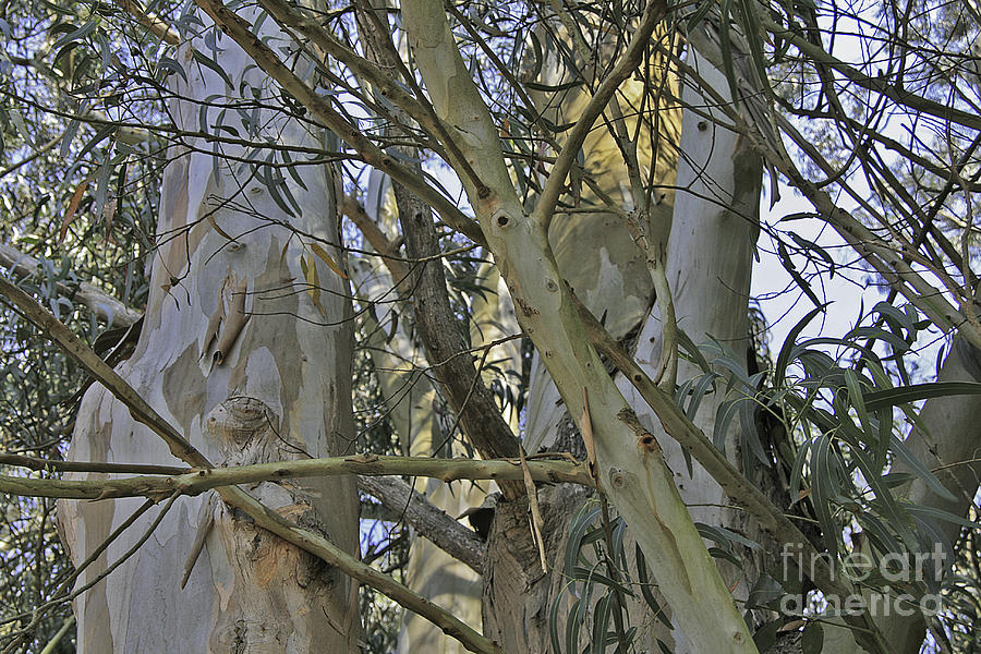 Eucalyptus Study Photograph by Joyce Creswell