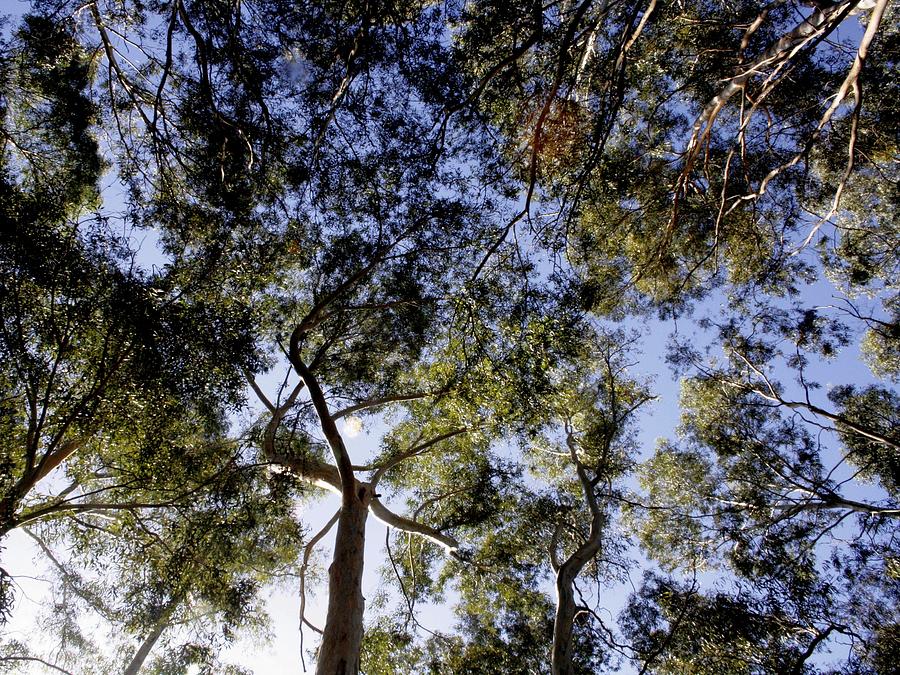 Eucalyptus Tree Canopy Painting by Taiche Acrylic Art