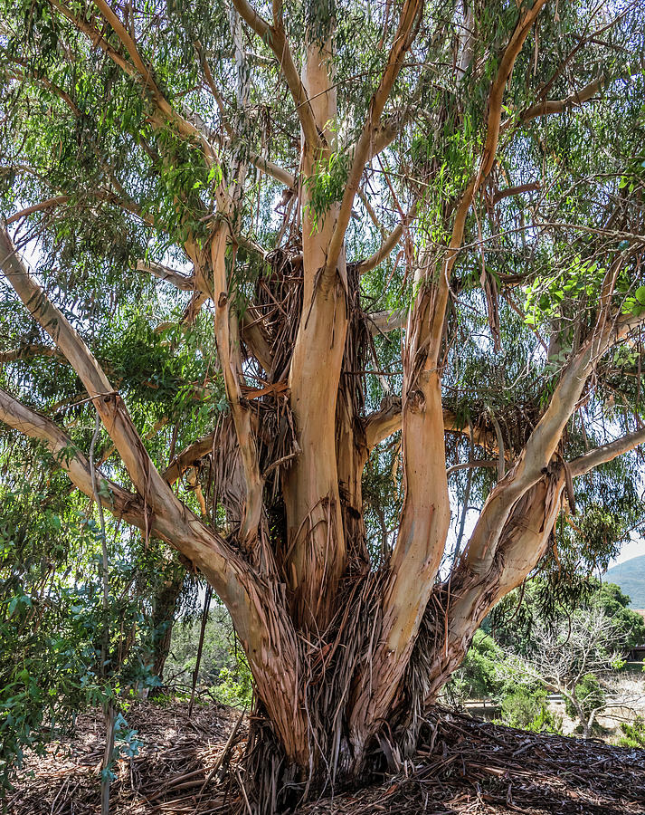  Old Eucalyptus  Photograph by David A Litman