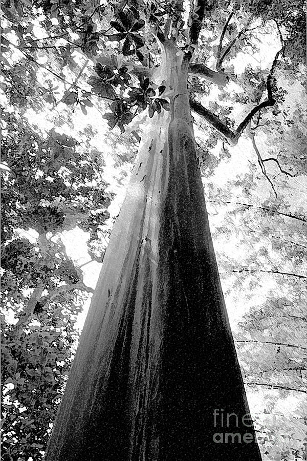 Hawaii Digital Art - Eucalyptus Tree by Dorlea Ho