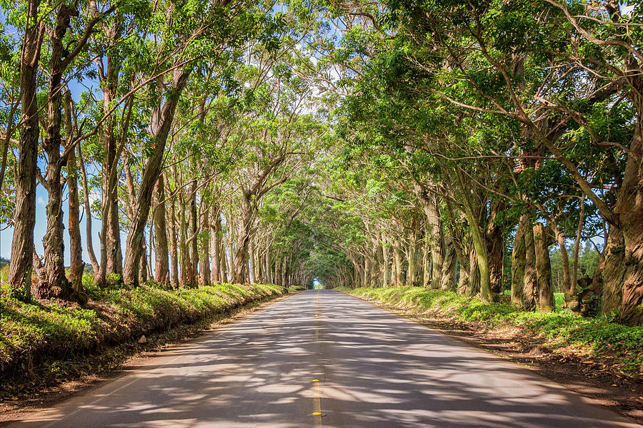 Landscape Photograph - Eucalyptus Tree Tunnel - Kauai Hawaii by Brian Harig