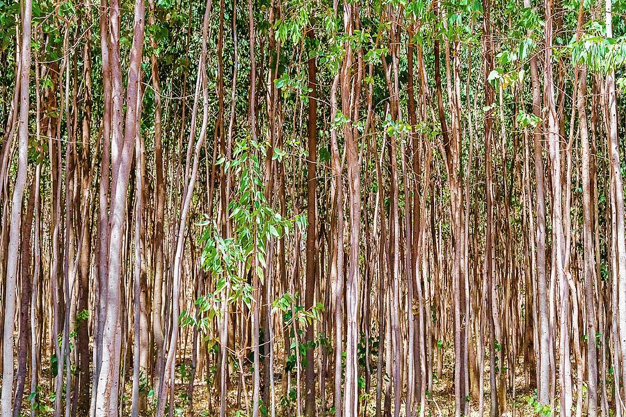 Eucalyptus trees in Ethiopia Photograph by Marek Poplawski