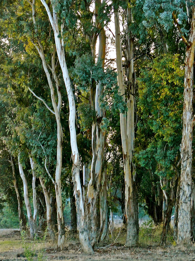 Eucalyptus Trees Photograph by Liz Vernand