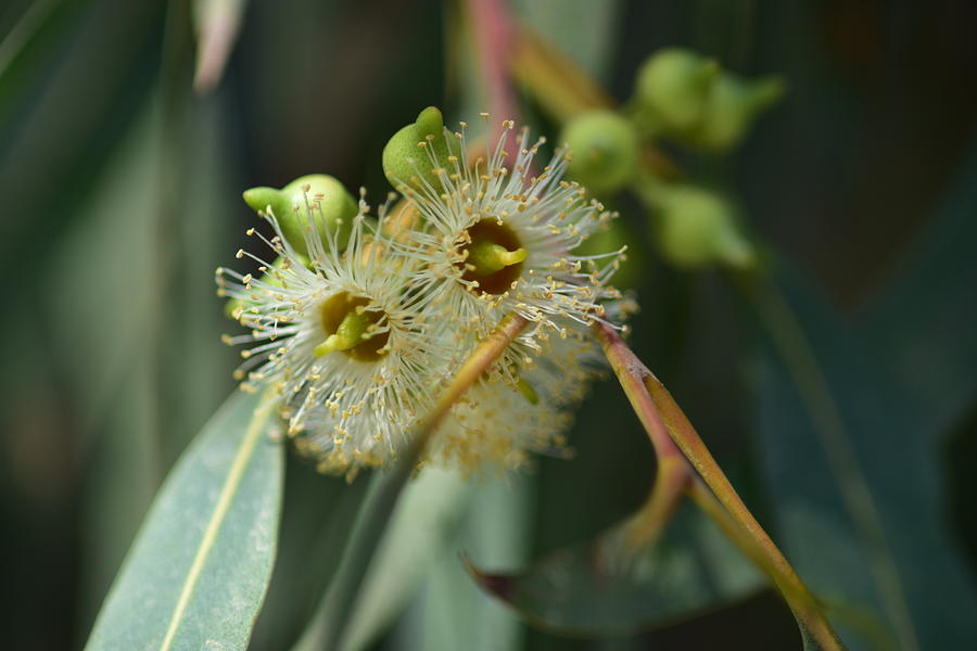 Eucalyptus white flowers Photograph by Zohar Gavrieal