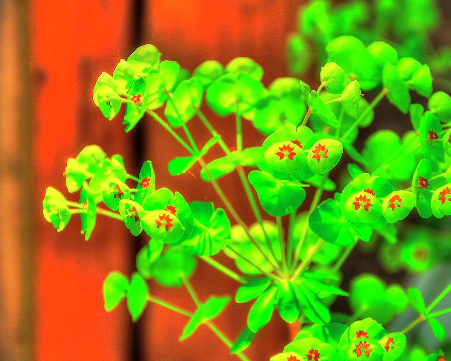Euphorbia Blossoms Photograph by Jerry Sodorff
