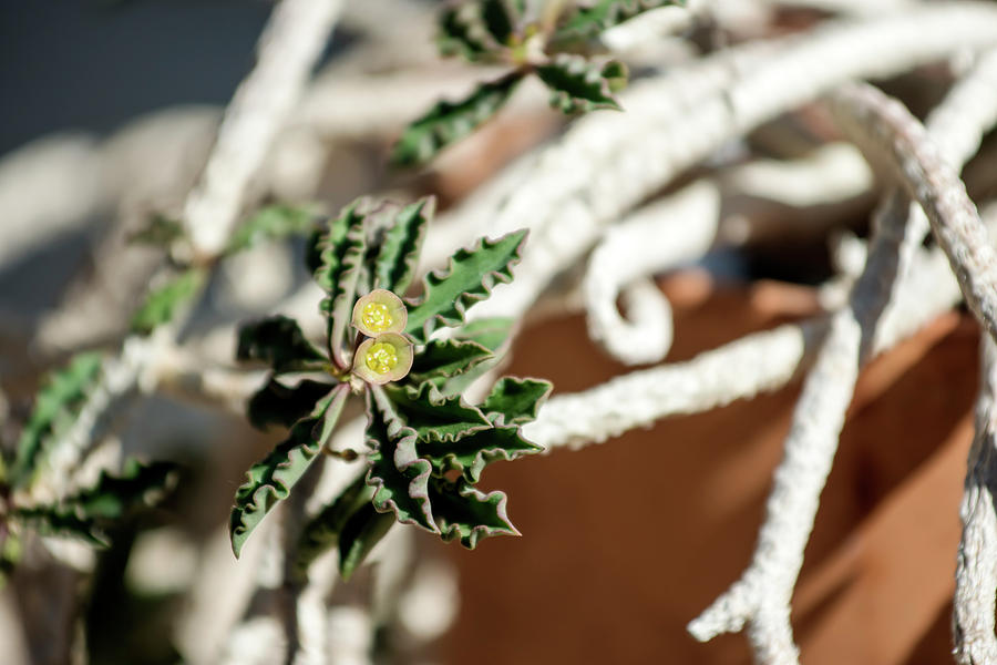 Euphorbia cap-saintemariensis Photograph by Tracy Winter