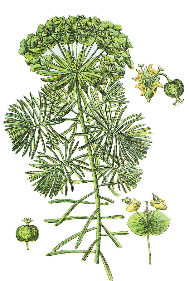 Vintage Drawing - Euphorbia cyparissias by Bildagentur-online