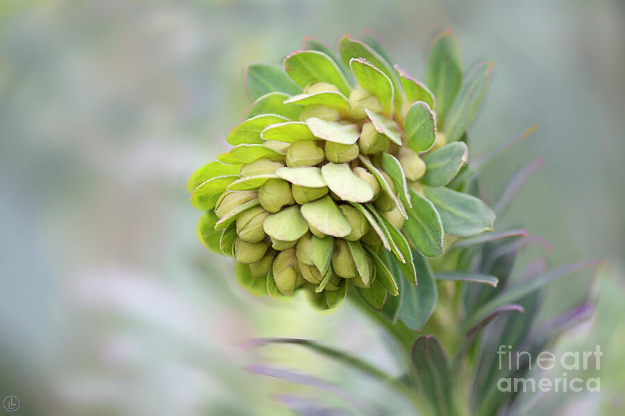 Euphorbia Photograph by Linda Lees