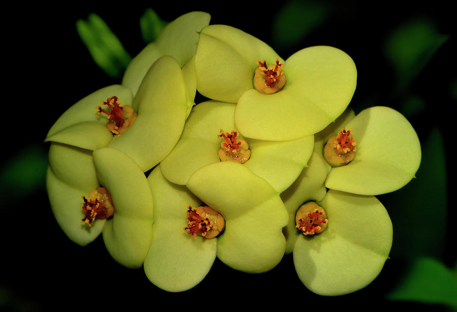 Euphorbia milii - Yellow Crown Of Thorns 006 Photograph by George Bostian
