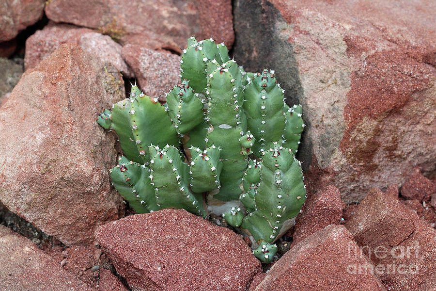 Euphorbia resinifera - Resin spurge Photograph by Michal Boubin