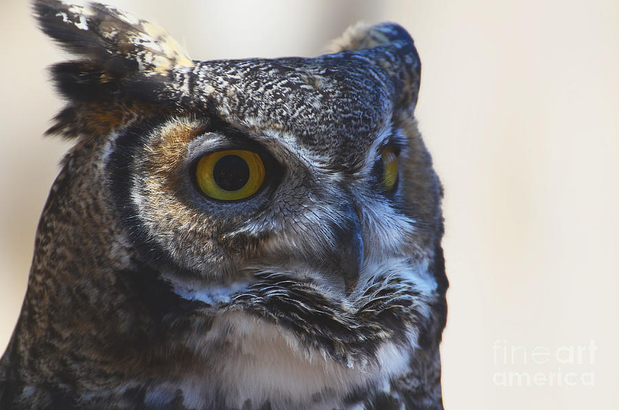 Euraisian Owl Portrait Photograph by Debby Pueschel