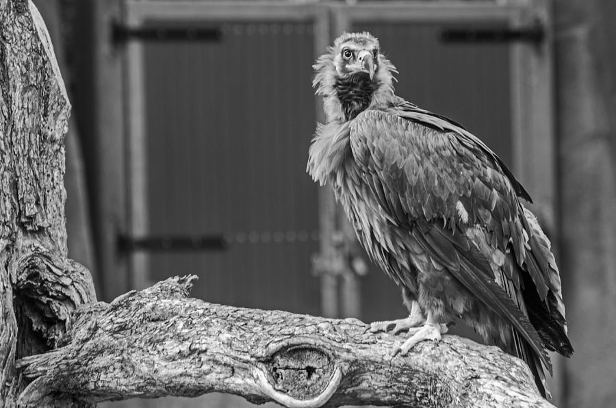 Eurasian Black Vulture 2 Photograph by Susan McMenamin