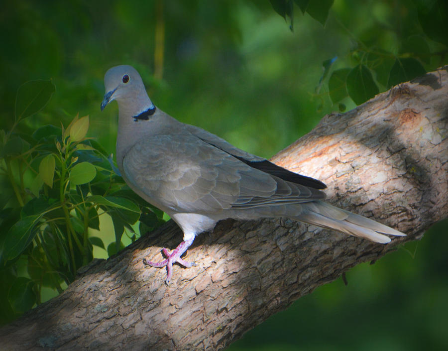 Eurasian Collared Dove in Shade Photograph by Josephine Buschman