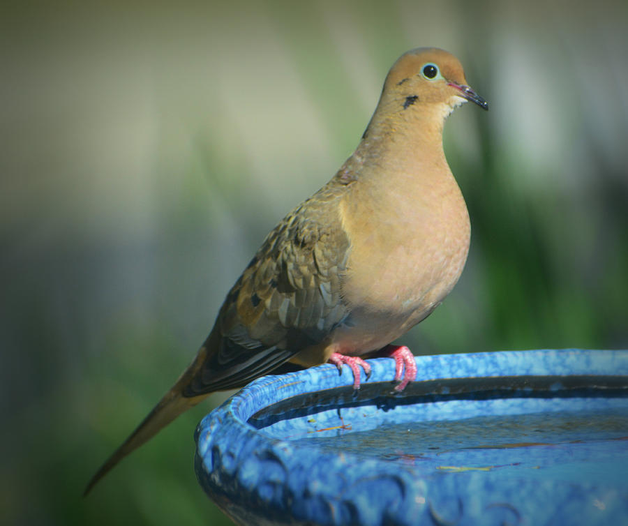 Mourning Dove on Birdbath Photograph by Josephine Buschman