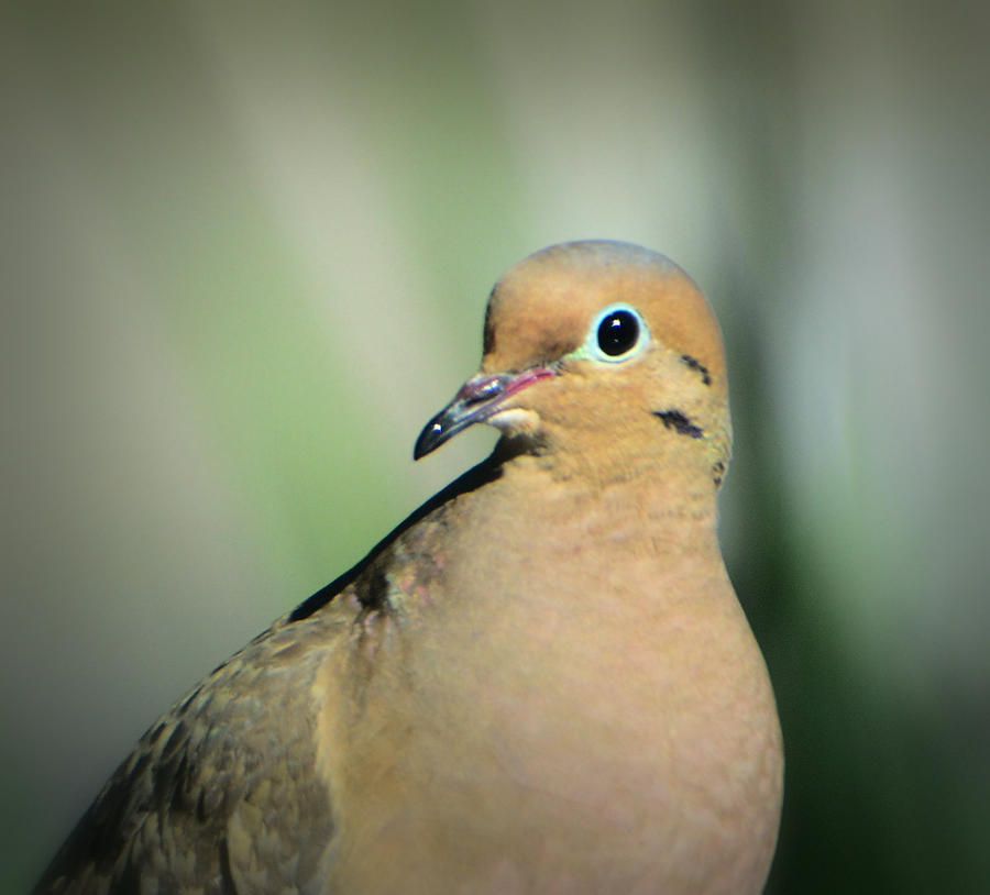Mourning Dove profile Photograph by Josephine Buschman
