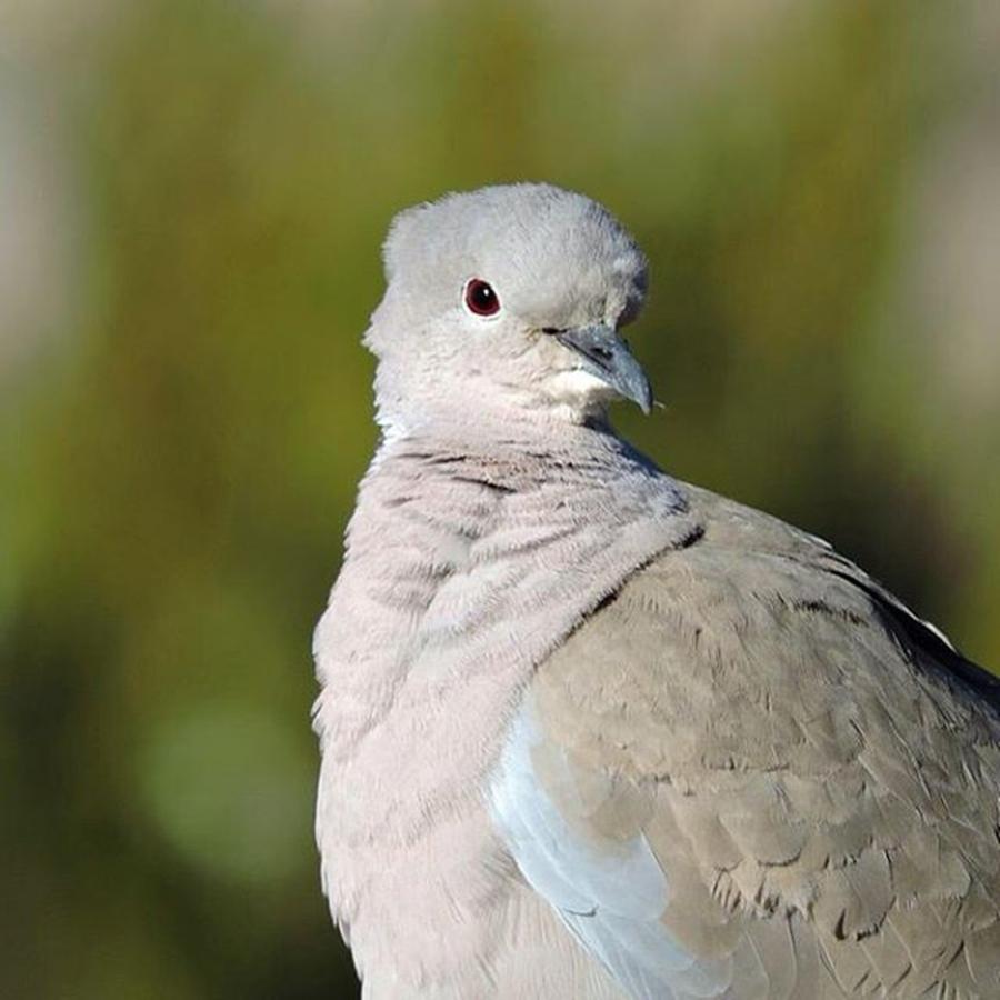 Wildlife Photograph - Eurasian Collared Dove, A Non-native by Connor Beekman
