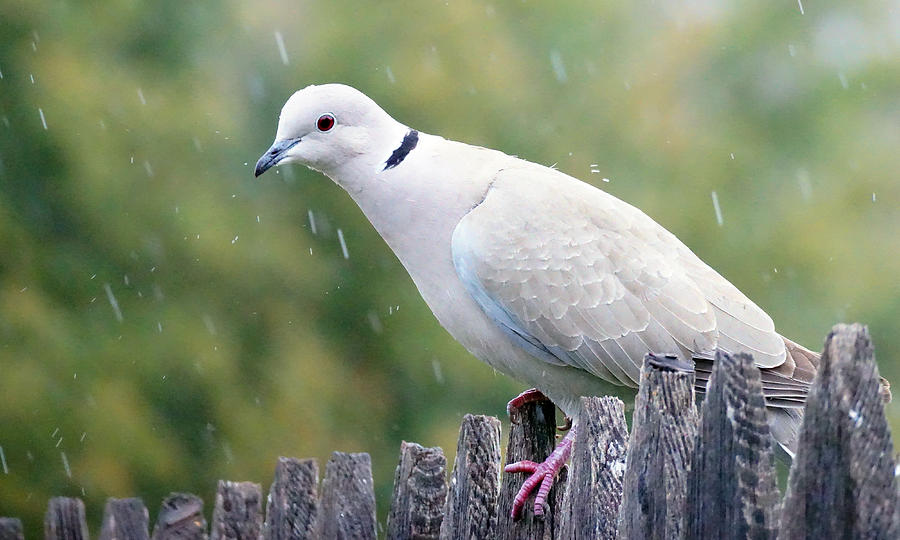 Eurasian Collared Dove in the Rain Photograph by David G Paul