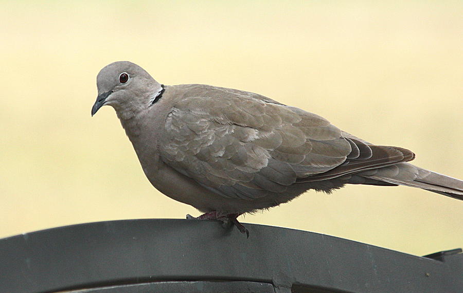 Eurasian Collared Dove on Park Bench Photograph by Sheila Brown