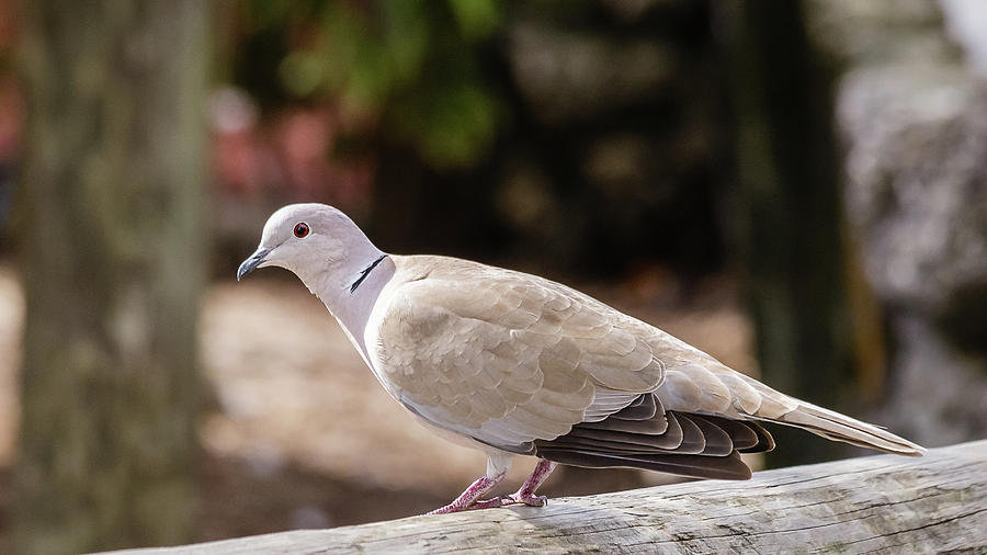 Eurasian collared dove Photograph by SAURAVphoto Online Store