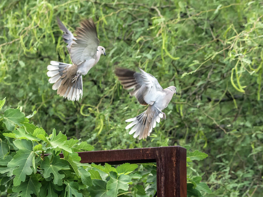Eurasian Collared Doves Photograph by Tam Ryan