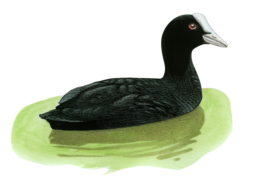 Eurasian Coot Drawing by Lionel Portier - Fine Art America