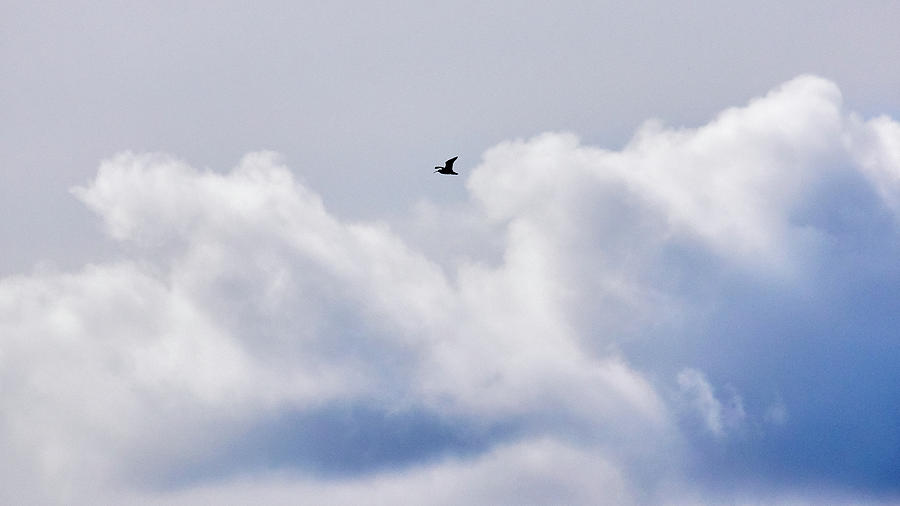 Eurasian Curlew Photograph