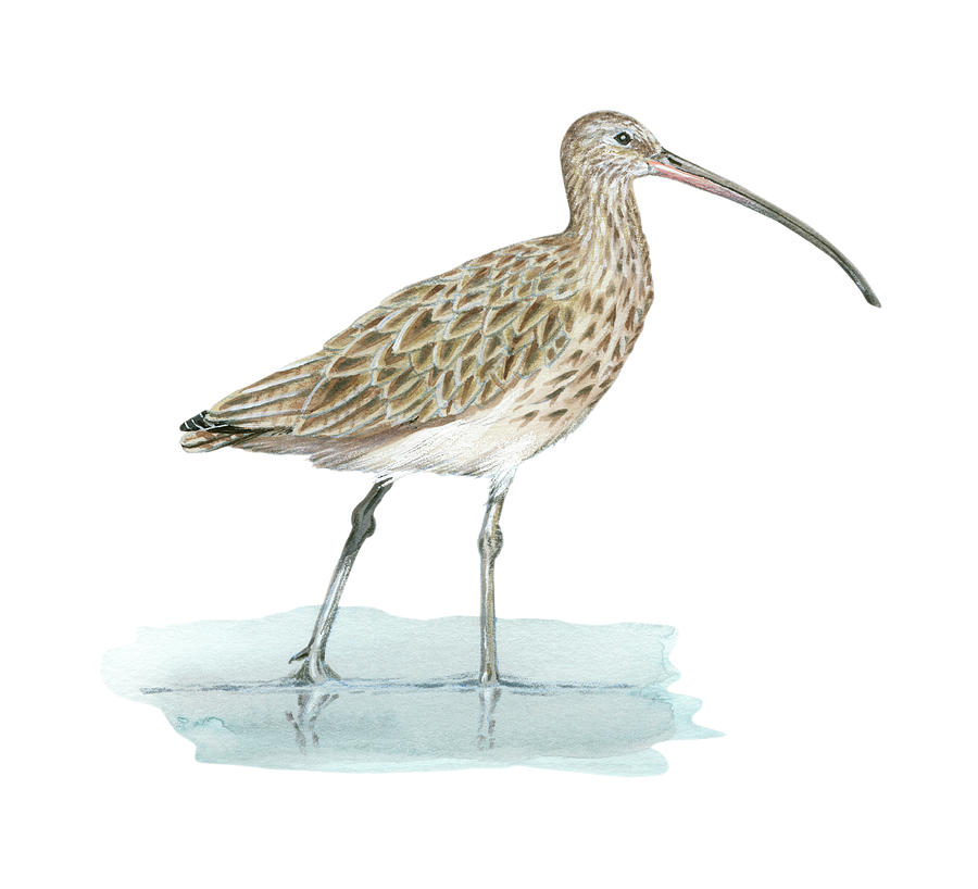 curlew artwork