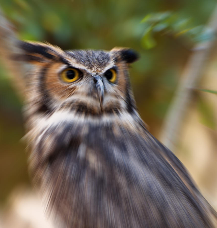 Owl Digital Art - Eurasian Eagle Owl abstract by Flees Photos