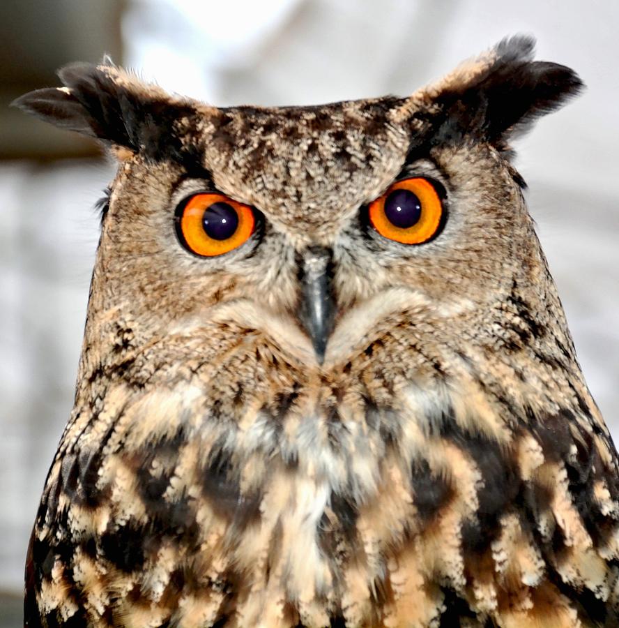 Eurasian Eagle Owl Photograph by Amy McDaniel