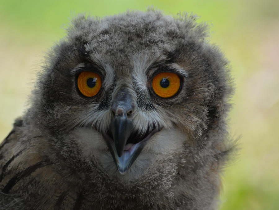 Eurasian Eagle Owl Chick Photograph by Erin Morie - Pixels