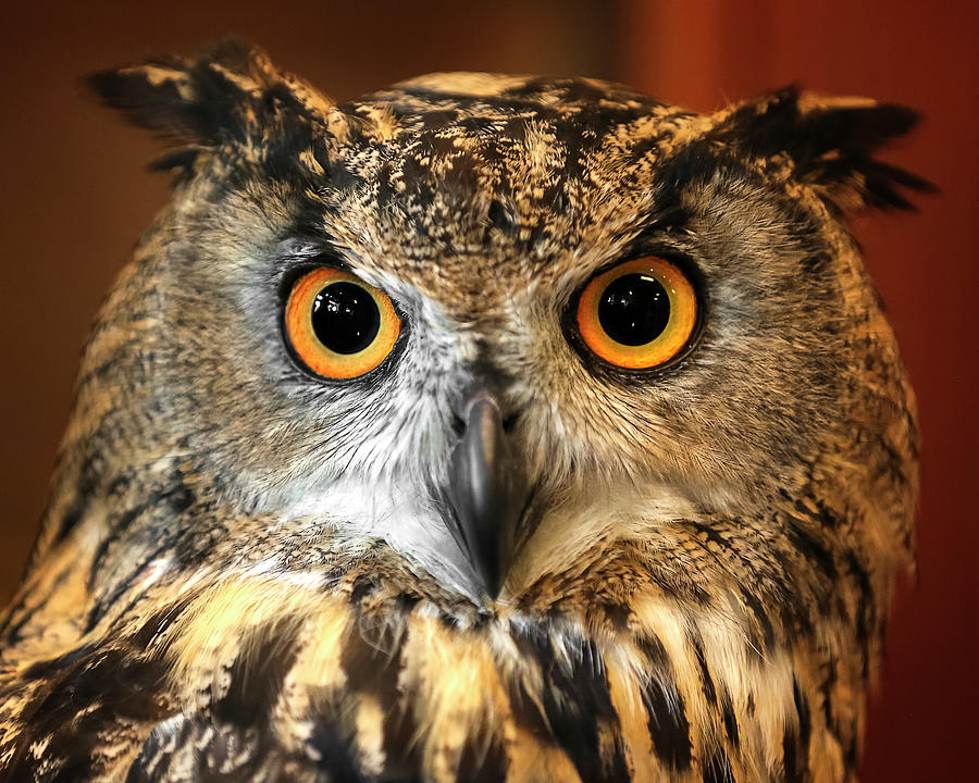 Eurasian Eagle Owl Closeup Photograph