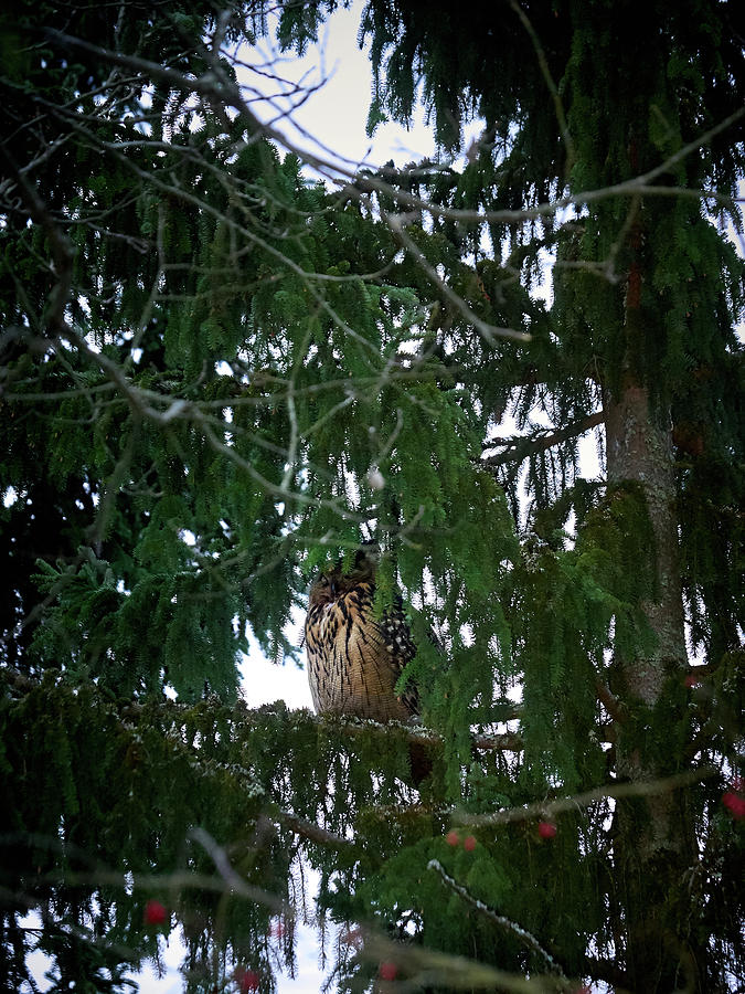 Eurasian Eagle Owl dreaming Photograph by Jouko Lehto