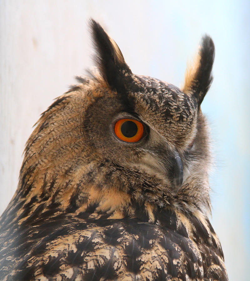 Eurasian Eagle-Owl  Photograph by Ed Riche