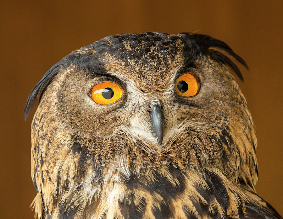 Eurasian Eagle Owl Face Photograph by Loree Johnson
