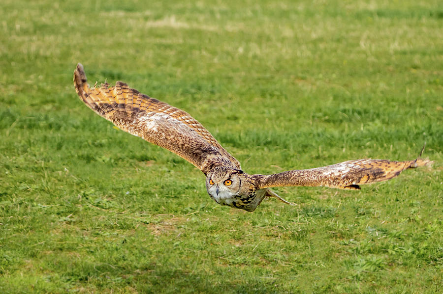 Eurasian Eagle Owl in Flight Photograph by SydsPics Photography - Pixels