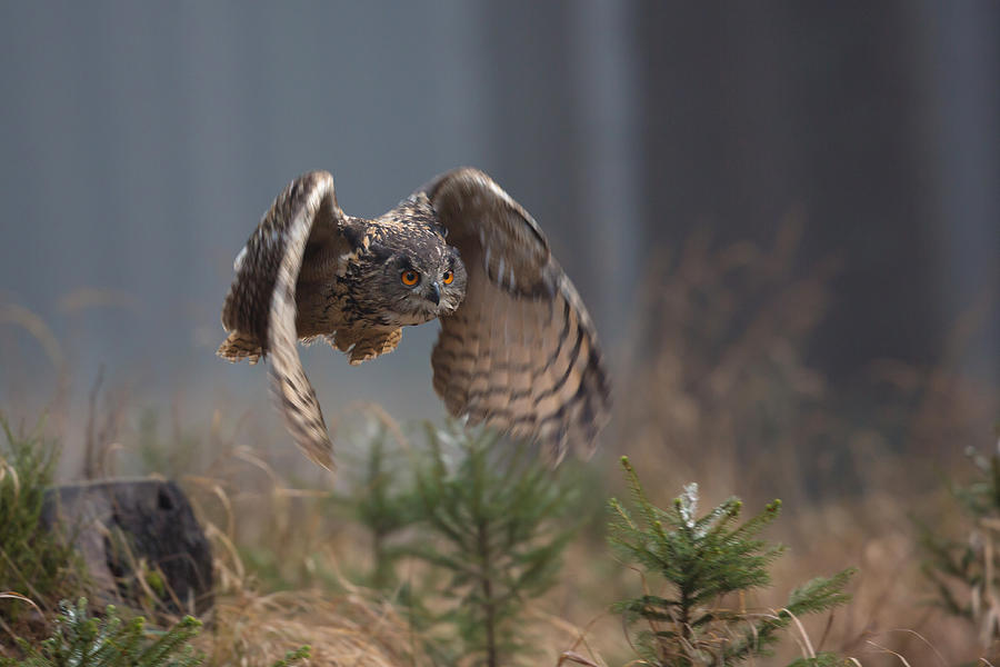 Eurasian Eagle-owl Photograph by Milan Zygmunt