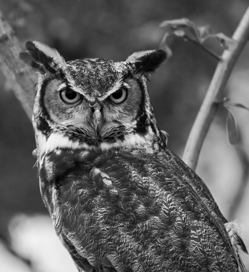 Owl Photograph - Eurasian Eagle Owl monochrome by Flees Photos