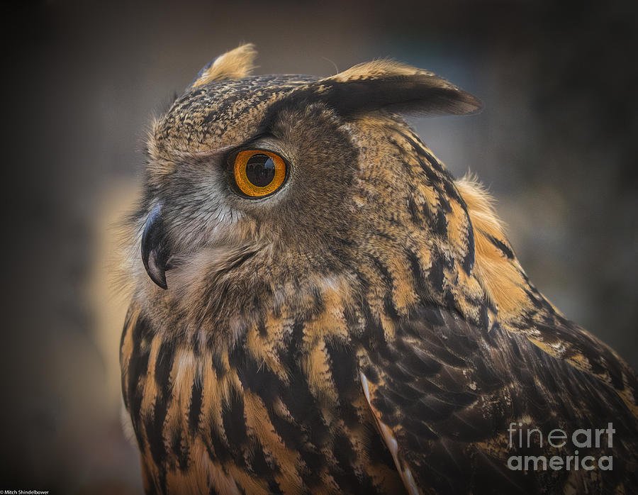 Eurasian Eagle Owl Portrait 2 Photograph by Mitch Shindelbower
