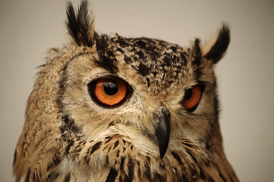 Eurasian Eagle Owl Portrait Photograph by Adrian Wale