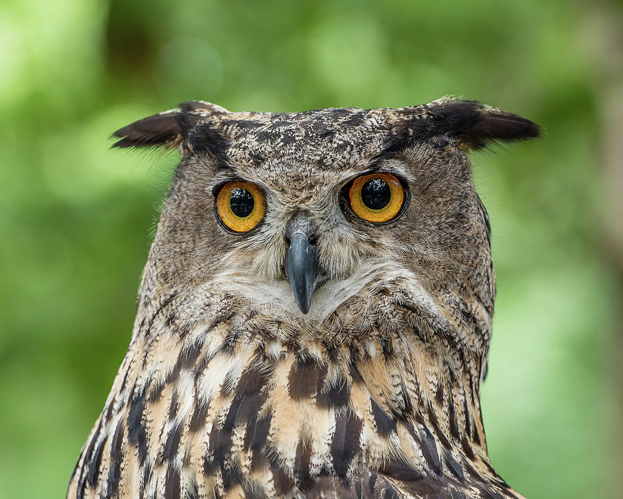 Eurasian Eagle-Owl Portrait Photograph by Morris Finkelstein - Fine Art ...