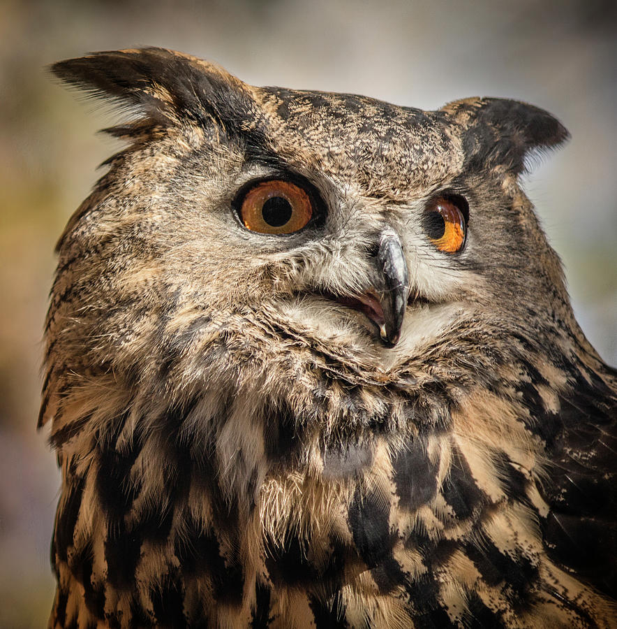 Eurasian Eagle Owl Portrait Photograph by Teresa Wilson