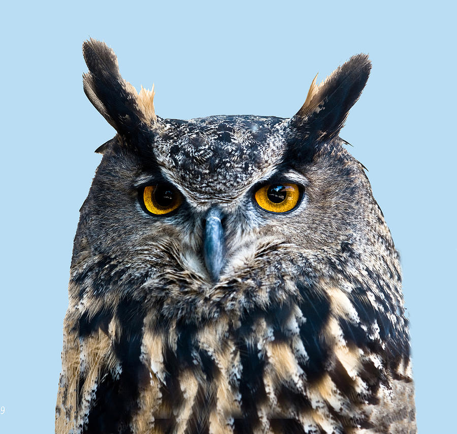 Eurasian eagle owl portrait Photograph by William Bitman