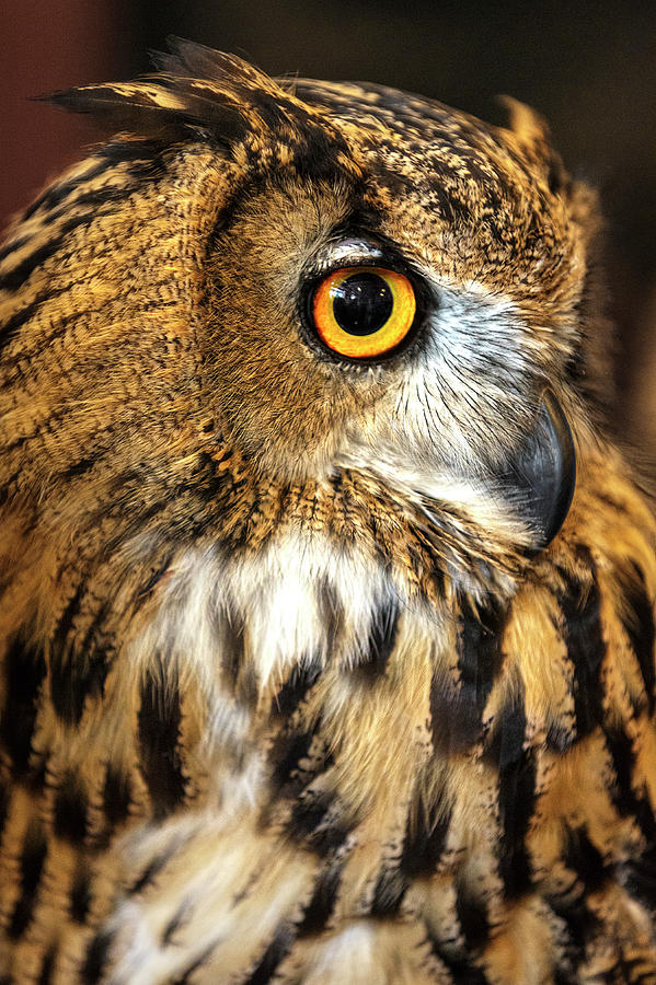 Eurasian Eagle Owl Profile II Photograph by Wes and Dotty Weber