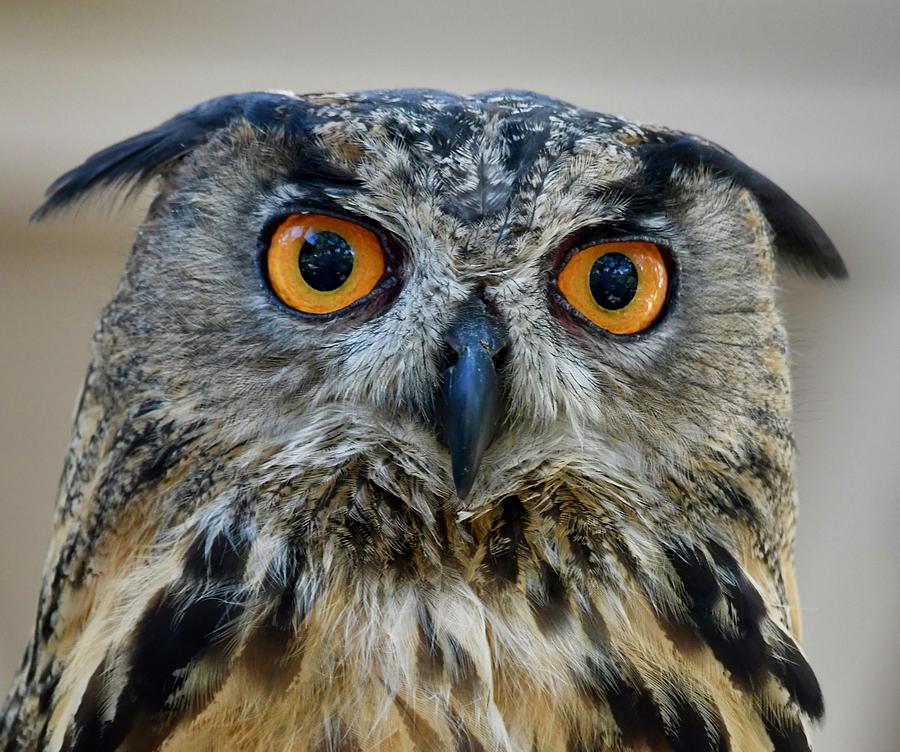 Eurasian Eagle Owl Photograph by Richard Bryce and Family