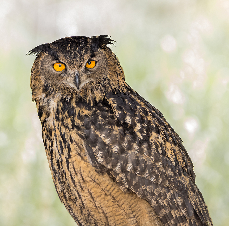 Eurasian Eagle Owl Stare Photograph by Loree Johnson