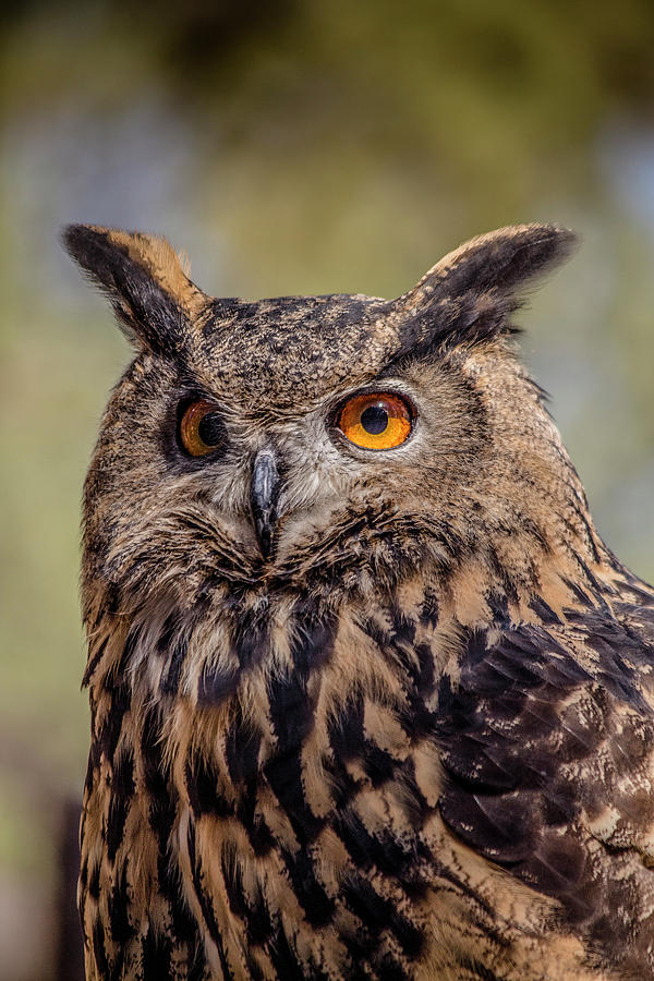 Eurasian Eagle Owl Vertical Photograph by Teresa Wilson